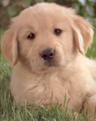 Golden Retriever Puppies for Sale offer various breeders information on 