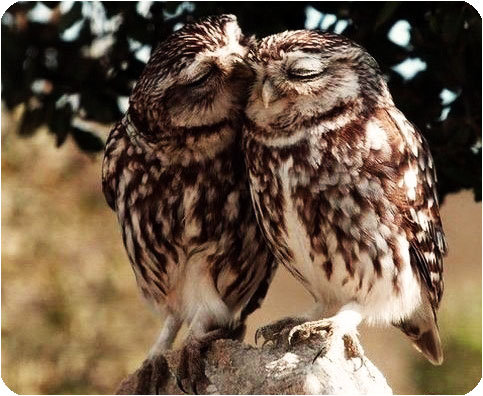 [Bild: kissing.jpg?w=510]