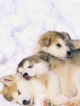 cute puppies playing in snow. Puppies playing in it: