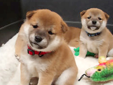 Shiba  Puppies on Do You Guys Remember The Adorable Shiba Inu Puppy Cam