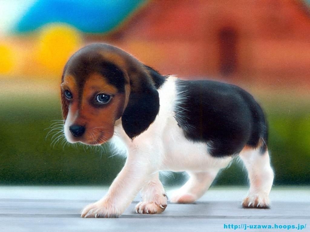 http://puppybunnyguineapretty.files.wordpress.com/2010/01/beagle-puppy.jpg