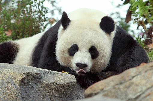 Mei Xiang, a Giant Panda is seen during